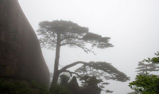 迎客松是什么松树（迎客松是什么松树的果实）