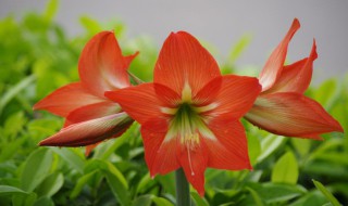 朱顶红开完花从哪里剪（朱顶红开完花从哪里剪掉）