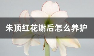 朱顶红花谢后怎么养护（朱顶红花谢后怎么养护）