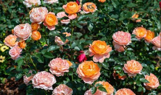 盆栽月季花如何施肥（盆栽月季花施肥施什么肥料）