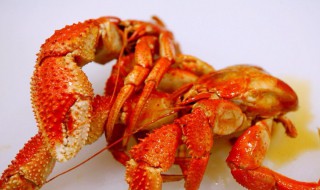 虾怪是什么 虾怪是什么虾