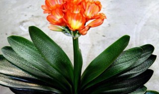 君子兰开花代表什么运气（君子兰花开好运来）