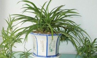 吊兰怎么养才能长出小吊兰（吊兰怎么养才能长出小吊兰图片）