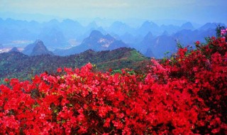 映山红嫁接时间和方法 映山红嫁接时间和方法花椒树图片