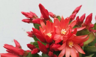 仙指兰的寓意是什么 仙指兰的花语是什么