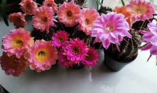 彩草仙人球一年开几次花（彩草仙人球一年开几次花）