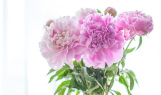 芍药插瓶怎么养（芍药插瓶怎么养）