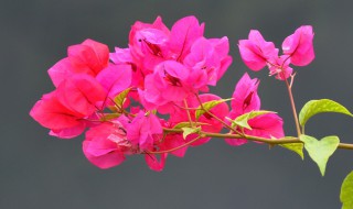 如何让三角梅开花爆满 如何让三角梅开花爆满花苞