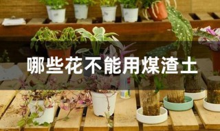 哪些花不能用煤渣土 煤渣怎样处理当花土
