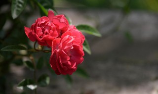 浓香月季品种有哪些 浓香的月季有哪些品种