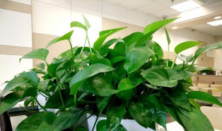 绿萝叶子发黄是晒的吗 绿萝叶子发黄是晒的吗怎么办