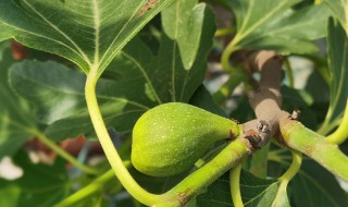 无花果树会冻死吗（无花果树会冻死吗）