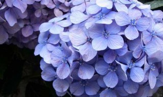 绣球花不开花的原因 绣球花不开花的原因是