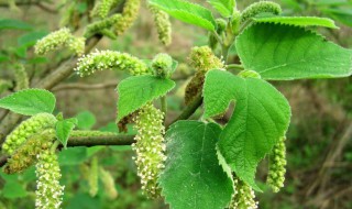 构树汁液的作用（构树汁液的作用能治头皮脂溢性皮炎）