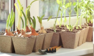 花盆底下没有洞可以吗（花盆底部没有洞可以吗）