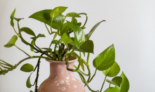 绿萝有什么特点（绿萝有什么特点?）