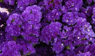 昆明紫色的花是什么花 昆明紫色的花叫什么