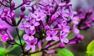 丁香花几瓣（丁香花几瓣能给人带来好运）
