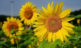 向日葵蔫了怎么办（向日葵蔫了怎么办小妙招）