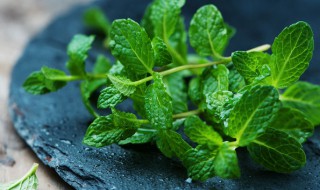 薄荷长太高了怎么修剪（薄荷长高了需要修剪吗?）