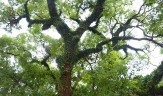 青冈木是什么树（青冈木是什么树的木头）