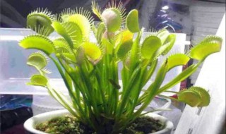 什么植物可以驱蚊子 家里种什么植物可以驱蚊子