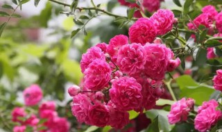 牡丹和月季的区别（牡丹和月季的区别图片）