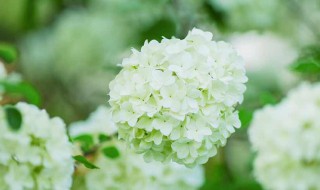 白色绣球花的花语（白色绣球花的花语是什么）