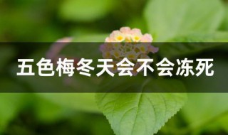 五色梅冬天会不会冻死（五色梅冬天会冻死吗）