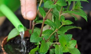 盆栽薄荷几天浇一次水 盆栽薄荷几天浇一次水好