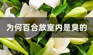 为何百合放室内是臭的（为何百合放室内是臭的味道）