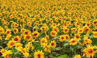 向日葵种子泡了一夜还能种吗（向日葵种子泡了一夜还能种吗图片）