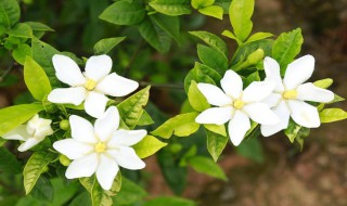 栀子花香是种什么味道 栀子花香是种什么味道的