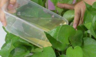 烟蒂水可以浇花驱虫吗 烟蒂水浇花有什么危害