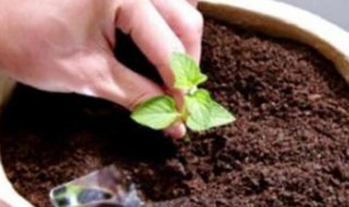 盆栽可以全用营养土吗 盆栽可以全部用营养土吗