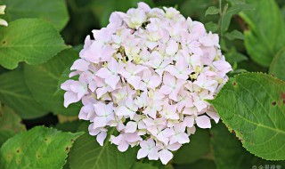 无尽夏种植用深盆还是浅盆 无尽夏适合盆栽还是地栽