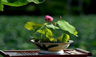 碗莲种子如何开口 碗莲种子如何开口视频