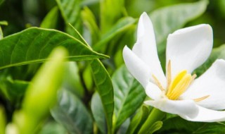 栀子花放卧室对人身体有影响吗（栀子花放卧室对人身体有影响吗女生）