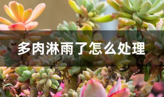 多肉淋雨了怎么处理（下雨多肉淋了怎么办）