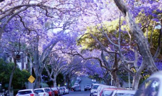 蓝花楹的花语和寓意 蓝花楹的花语和寓意和象征