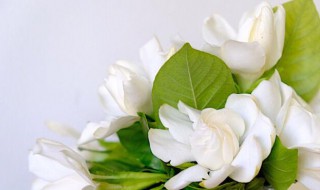 栀子花怕太阳晒吗（栀子花怕太阳晒吗怎么办）