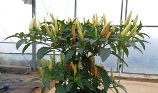 盆栽辣椒多久浇水一次 盆栽辣椒多久浇水一次好