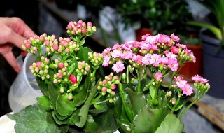 长寿花怎么晒太阳（长寿花怎么晒太阳能活）