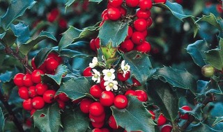 雌雄异株的植物 玉米是不是雌雄异株的植物