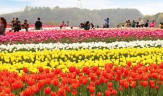 郁金香3月种植可以吗 郁金香4月份栽可以吗?