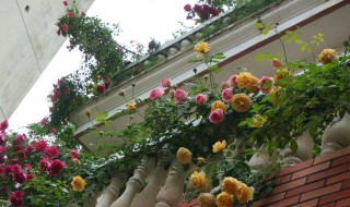 梦幻褶边月季是藤本还是灌木 月季魅力波浪是藤本还是灌木