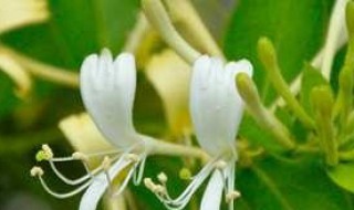 金银花叶子发黄发黑枯萎的原因 金银花叶子发黄发黑枯萎的原因是