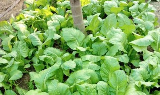 青菜叶子上有白色斑点是什么病（青菜叶子上有白色斑点是什么病图片）