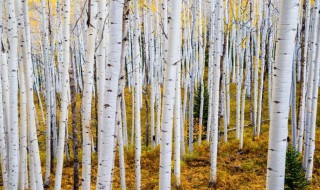 白桦是什么象征 白桦是什么象征这首诗表达了诗人什么样的思想感情