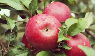 苹果核可以吃吗（苹果核儿能吃吗）